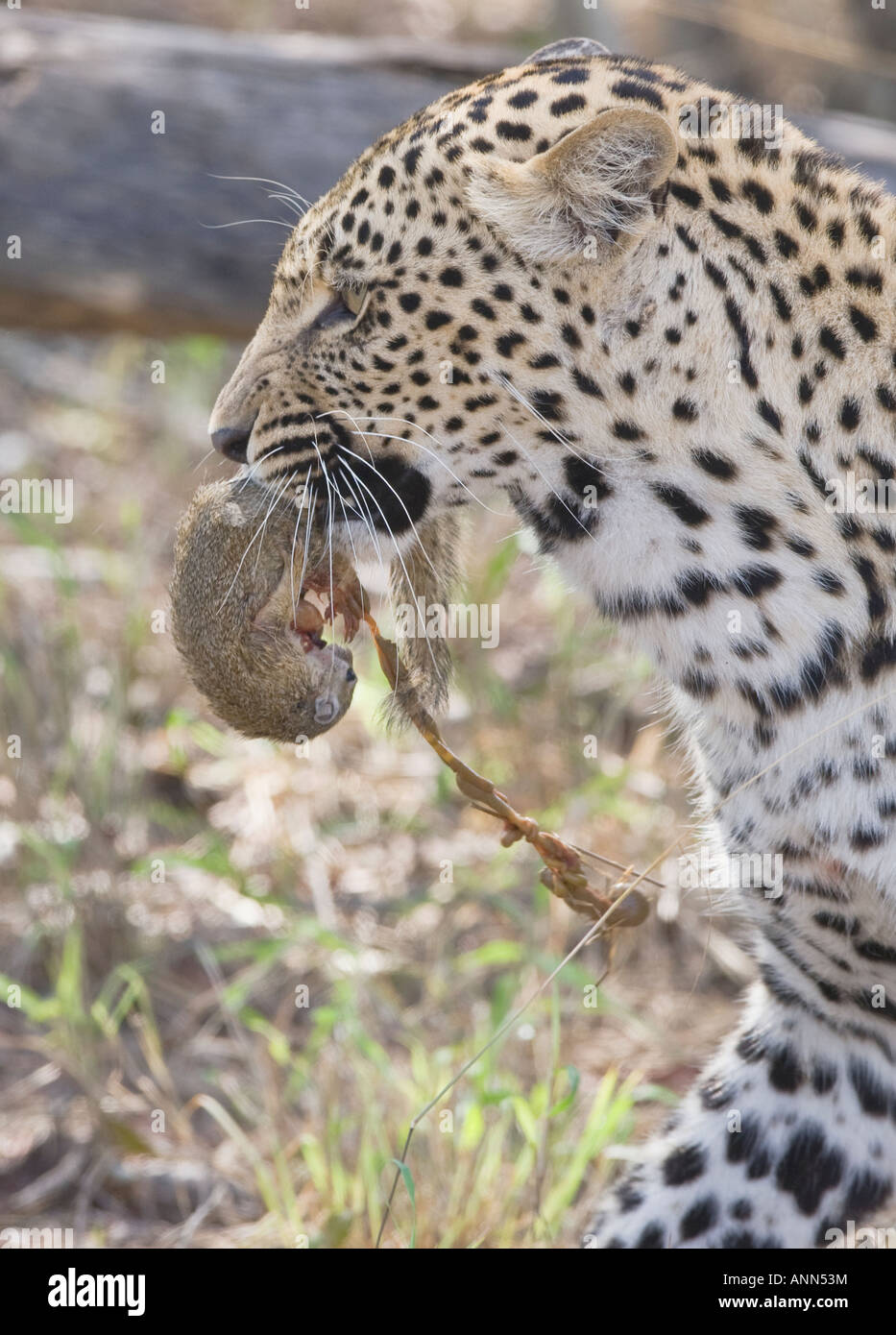 Leopard mit Essen im Mund, Greater Kruger National Park, Südafrika Stockfoto