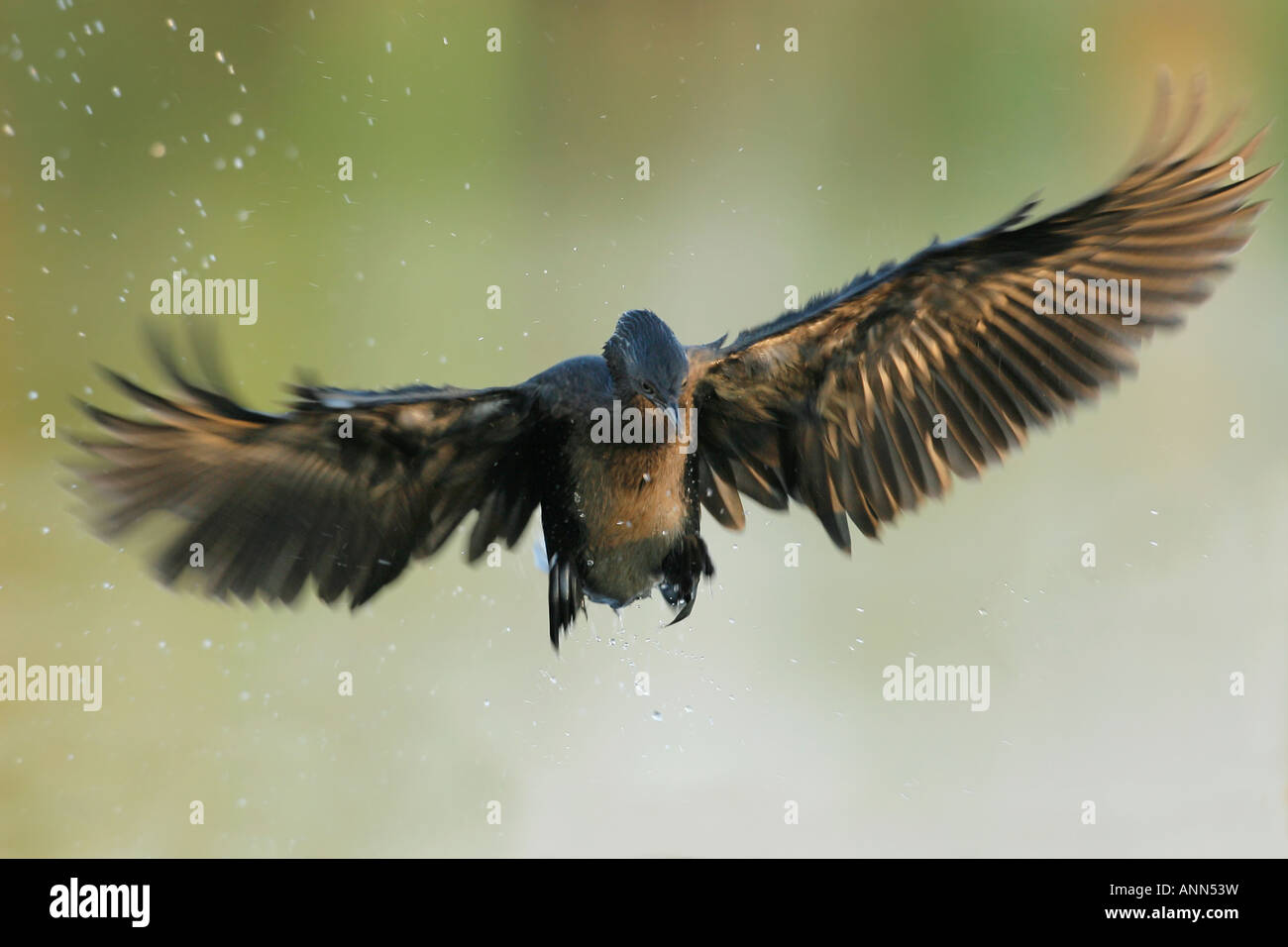 Reed Cormorant im Flug, Marievale Bird Sanctuary, Südafrika Stockfoto