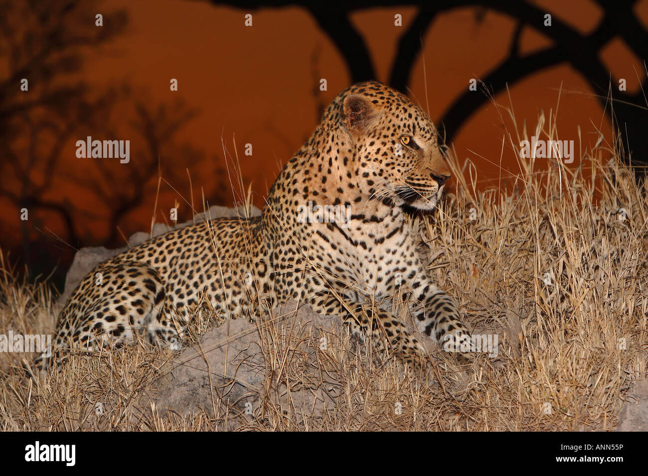 Leopard im Rasen, Greater Kruger National Park, Südafrika Stockfoto