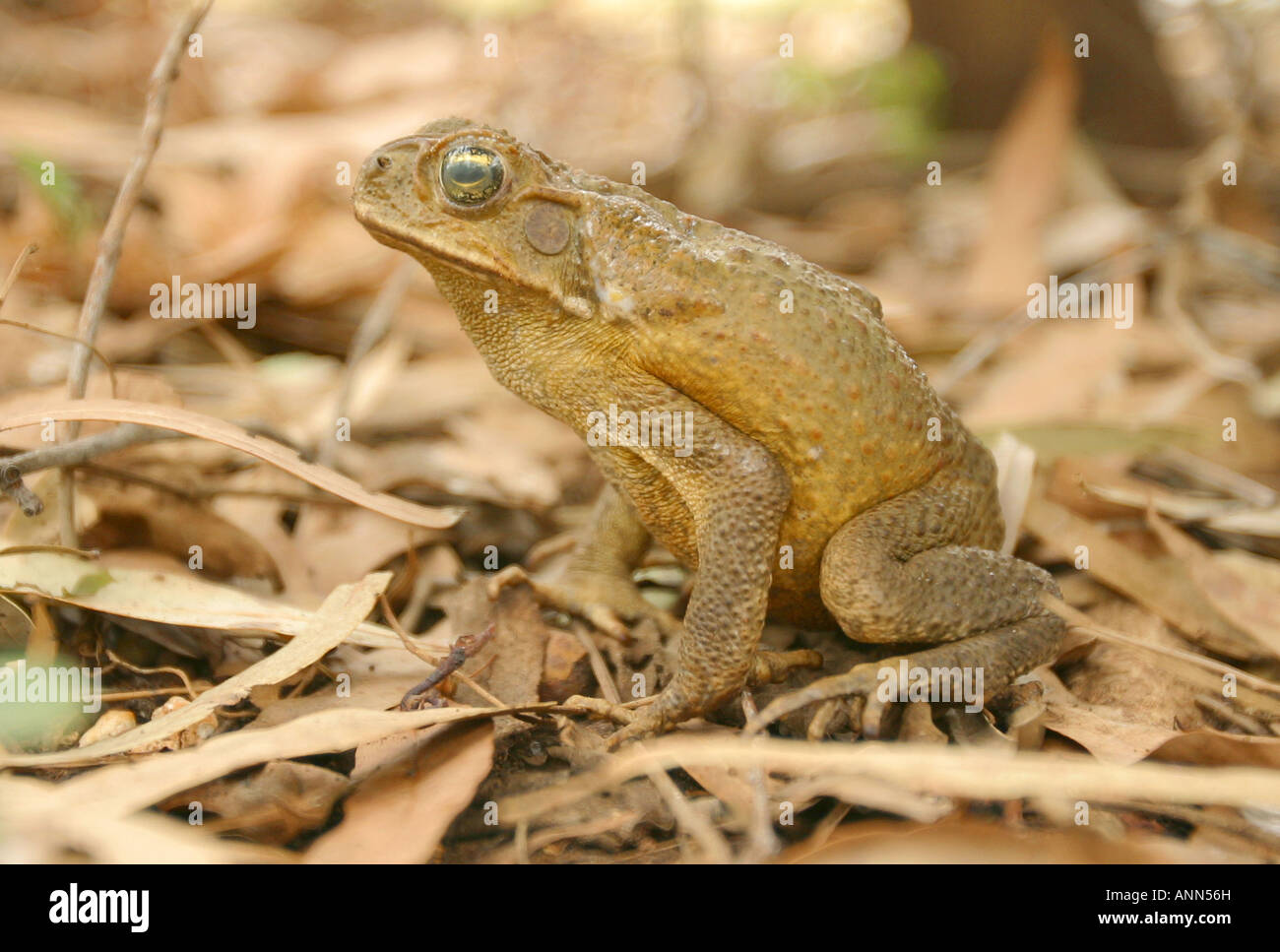 Cane Toad Northern Territory Australien Stockfoto