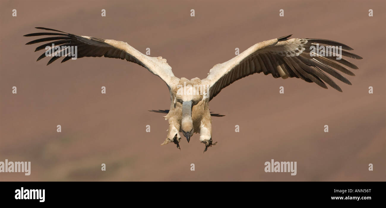 Kap-Griffon Vulture, Drakensberg Gebirgskette, Südafrika Stockfoto