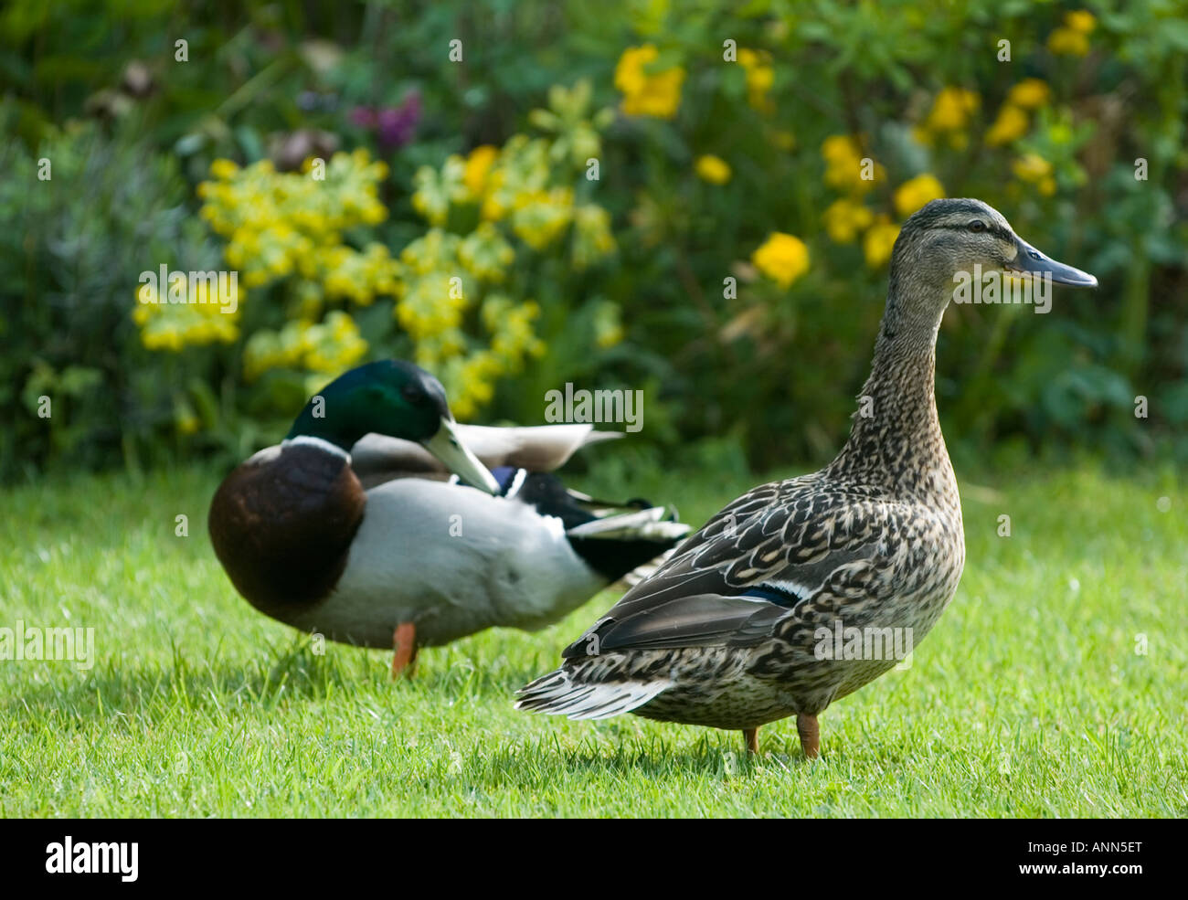 Paar Mallard Enten in einem Garten während der Brutzeit Stockfoto