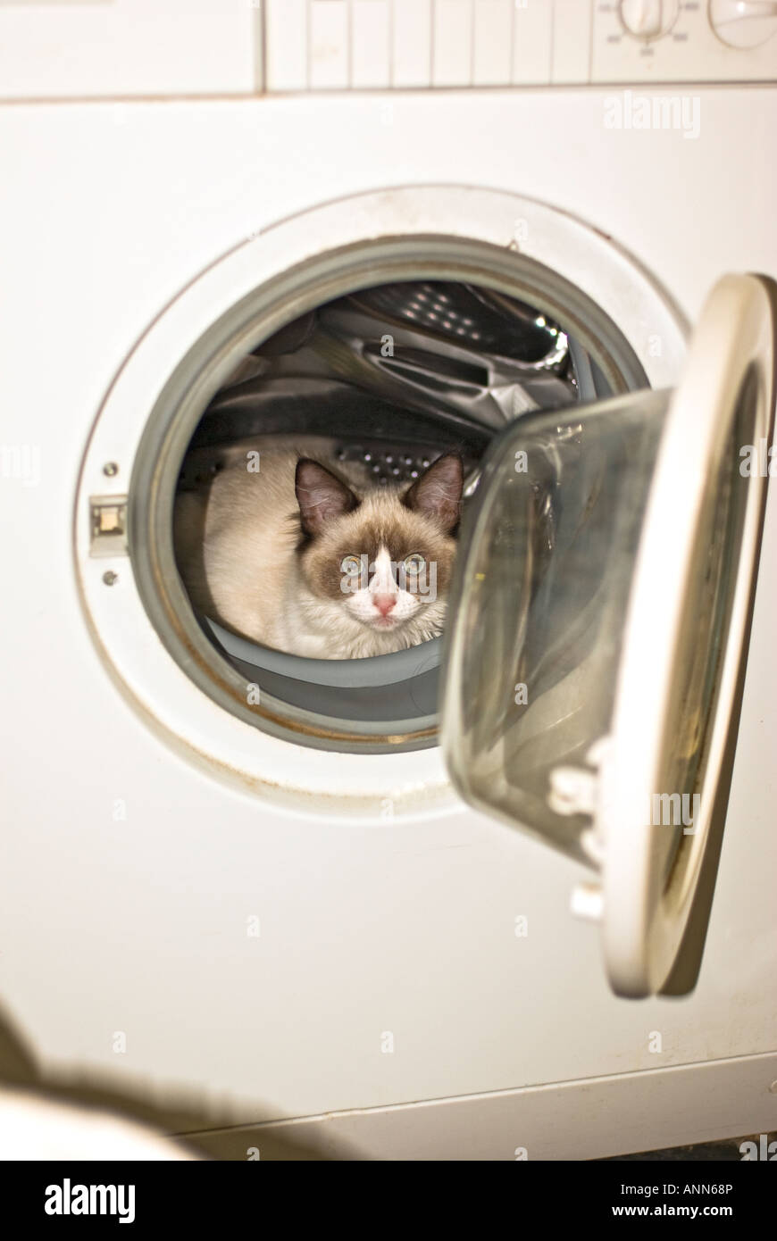 Junge Ragdoll Kätzchen gefangen, erkunden eine Waschmaschine zeigen die Gefahr verlassen die Zugangstür öffnen glücklich das Kätzchen w Stockfoto