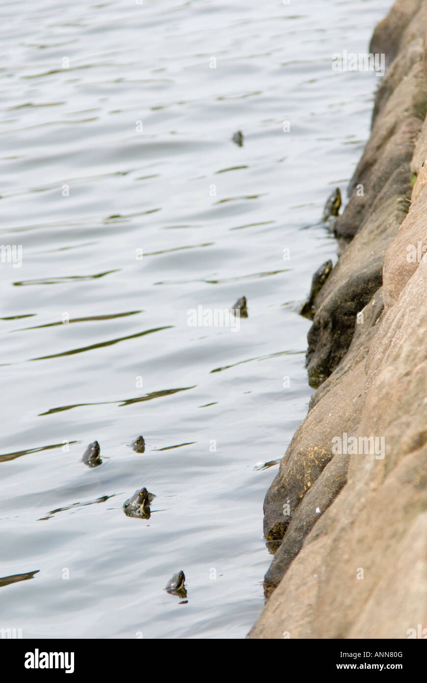 Acht Schildkröten pop ihre Köpfe aus dem Wasser, bevor Sie versuchen, die Wand zum Sonnen Klettern Stockfoto