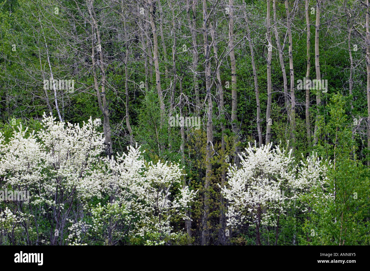 Rot-Ahorn und blühenden Kirschbaum Pin Naughton Ontario Stockfoto