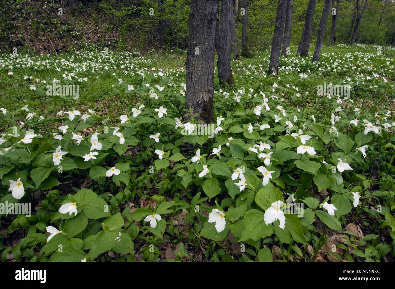 Harthölzer und großblütige Trilliums, Massey, Ontario, Kanada Stockfoto