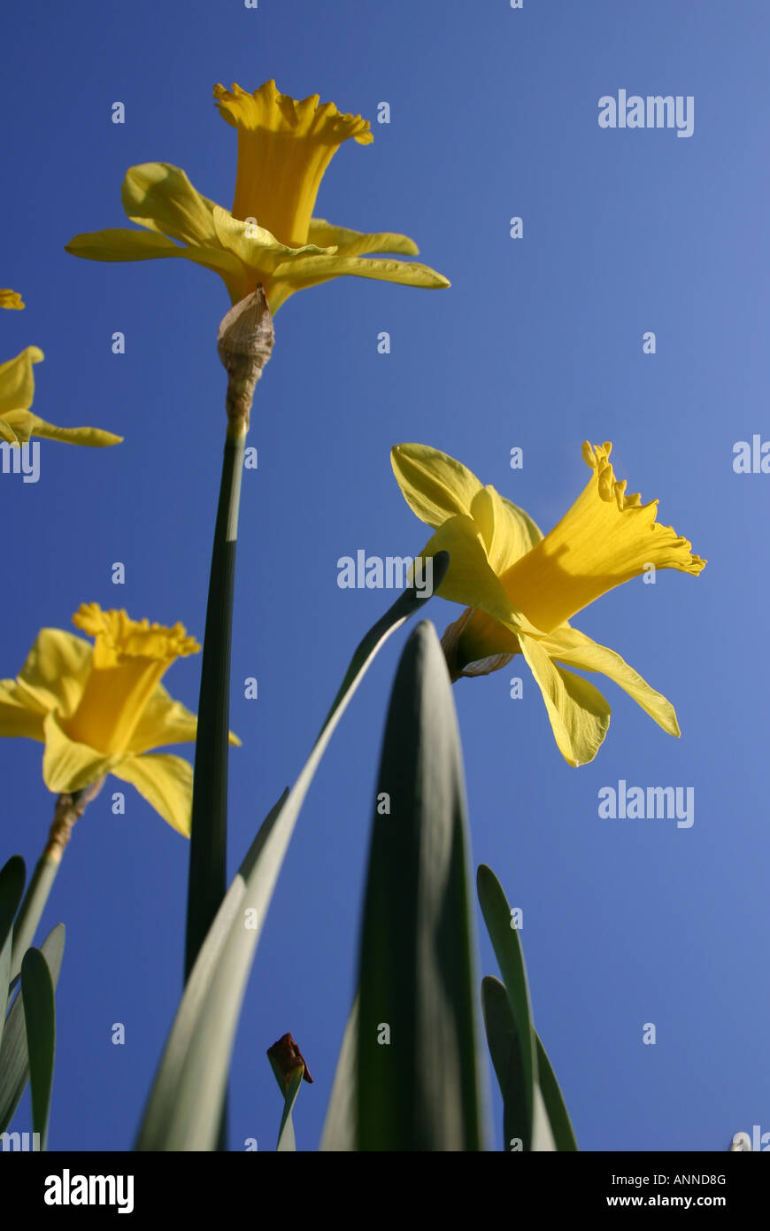 Narzisse, Dafodil, Narzissen, Narzisse, Frühjahr, Frühling, Blume, zwei Paar, blühend, Glühbirne, ledig, zwei, Narzissen, Mutter Stockfoto