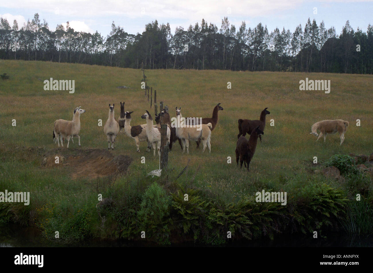 Lamas in einem Feld, Nordinsel, Neuseeland Stockfoto