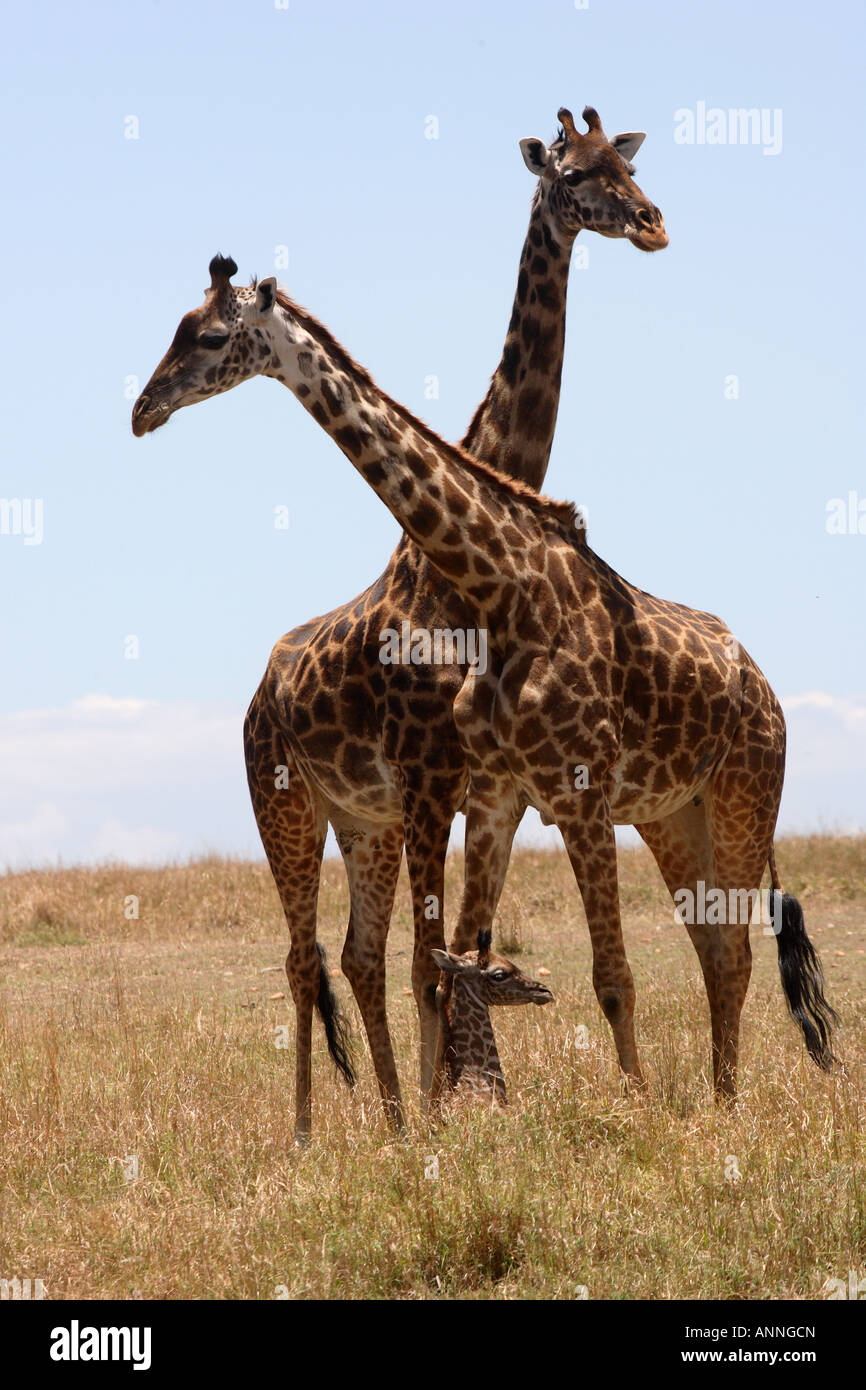 Giraffen Familie Masai Mara Stockfoto