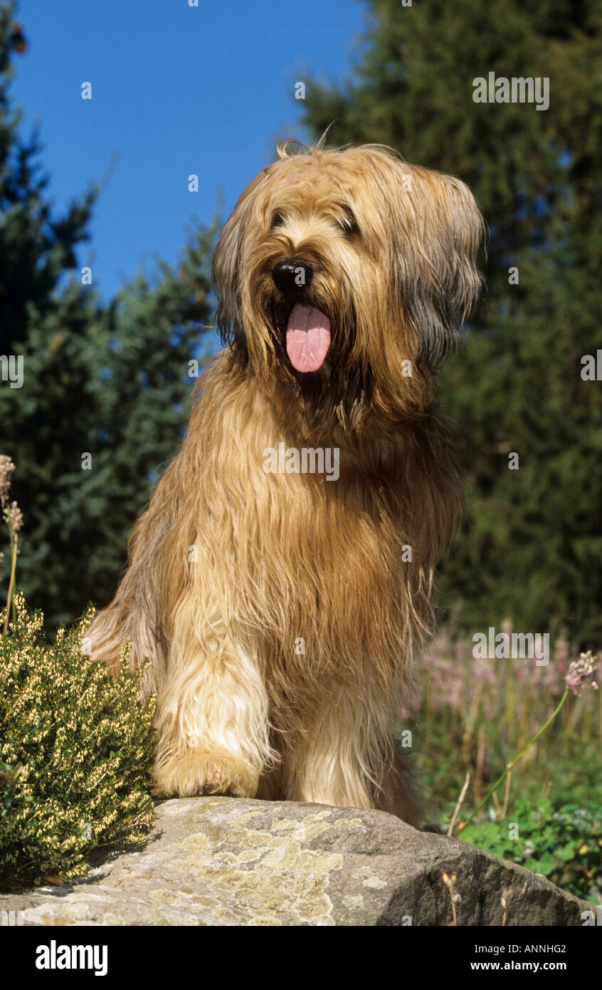 Briard - sitzen Stockfoto