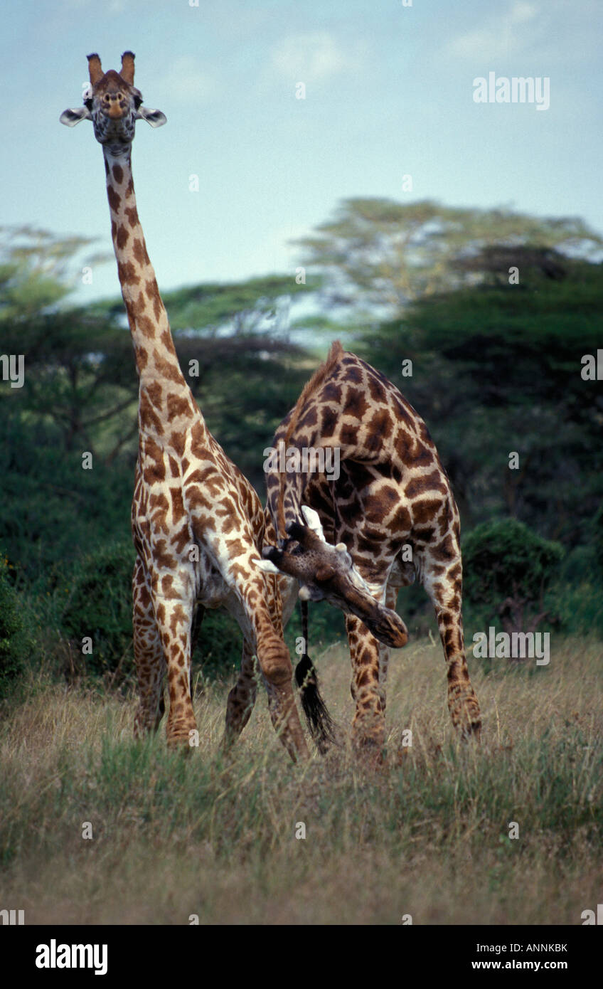 Zwei Erwachsene Bull Masai Giraffenhals Kämpfe im Nairobi-Nationalpark Kenia Stockfoto