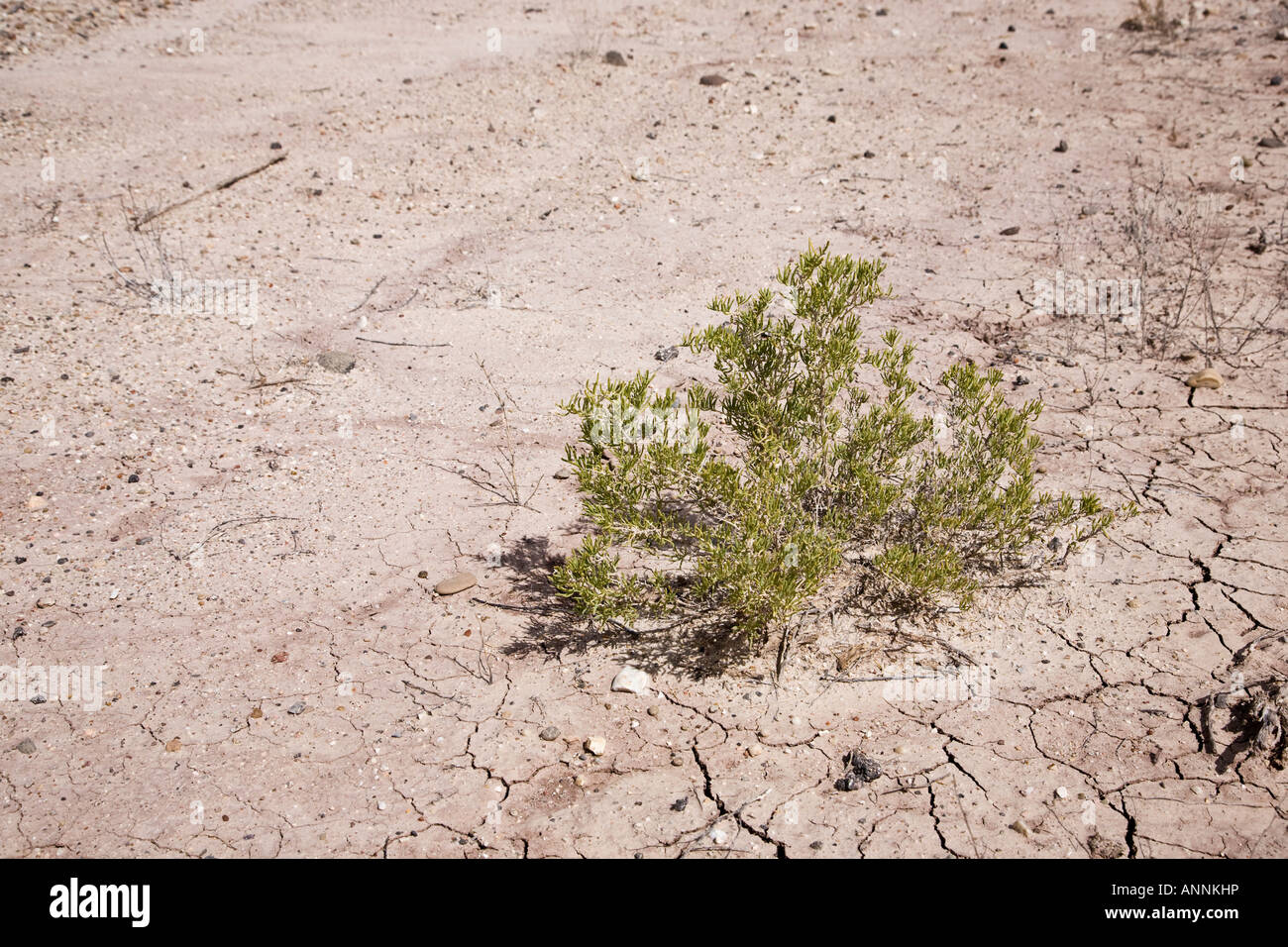 Schlamm-rissige Erde in West-Utah, USA Stockfoto