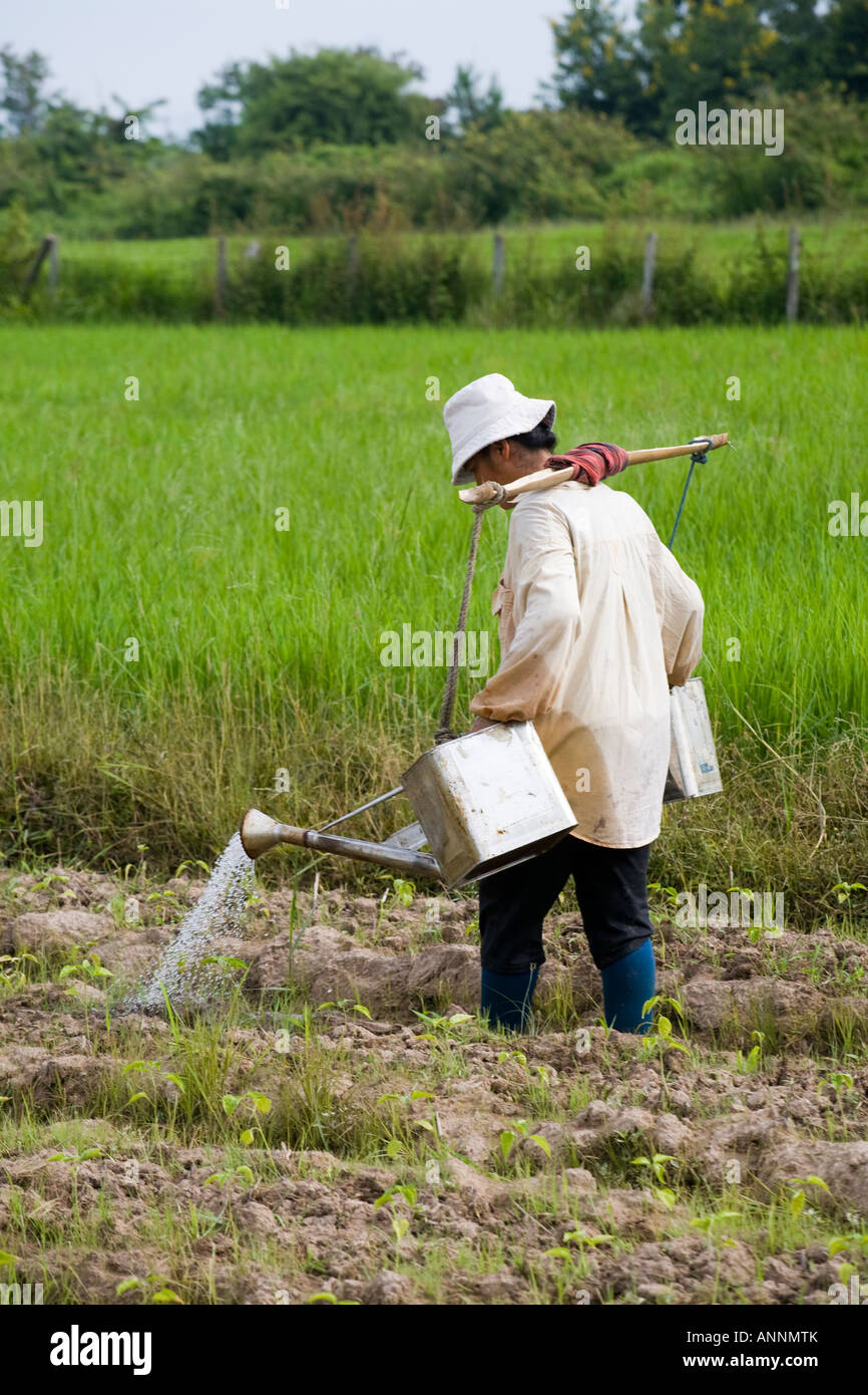 Asiatische Frau Gießen Pflanzen mit hausgemachten Dosen; Anbau von Reis & Gemüse Plantagen in Asien. Die Terassenförmig angelegten Reisfelder von Chiang Mai, Thailand, Asien Stockfoto