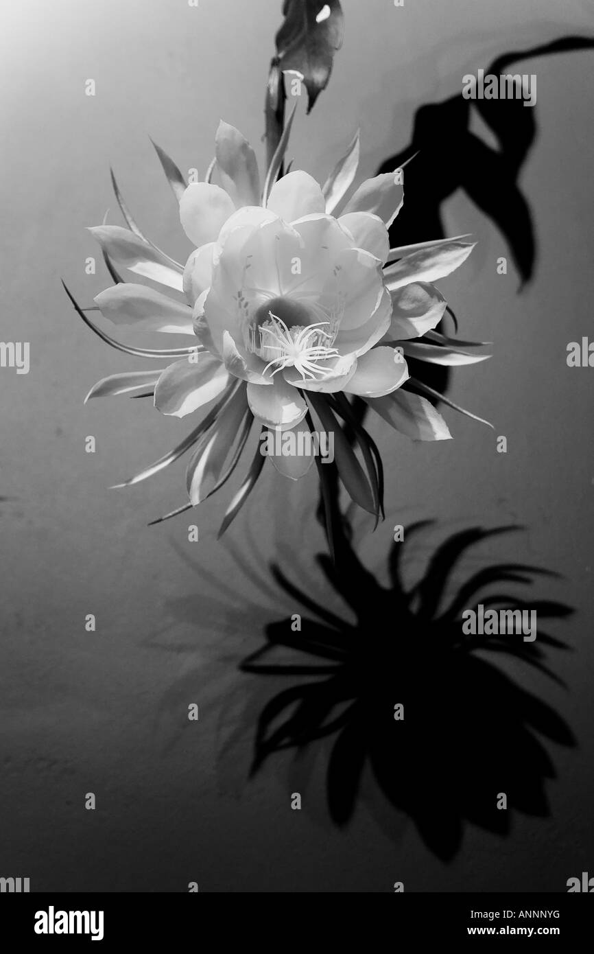 herrliche Blume geschossen mit Schatten Stockfoto