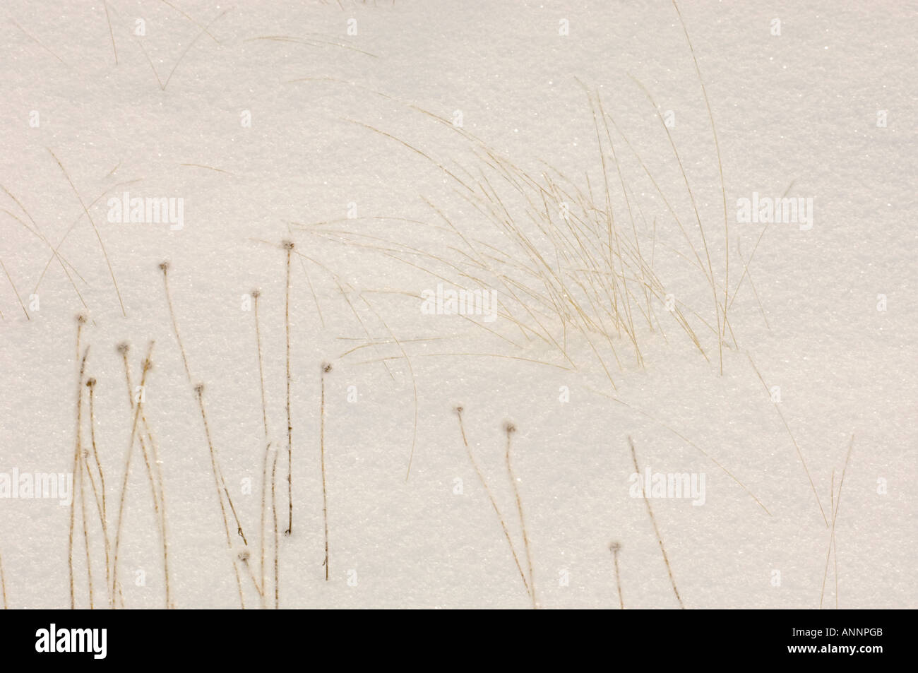 Frosted Abgestorbene Gräser und Astern in Wiese, Banff National Park, Alberta, Kanada Stockfoto