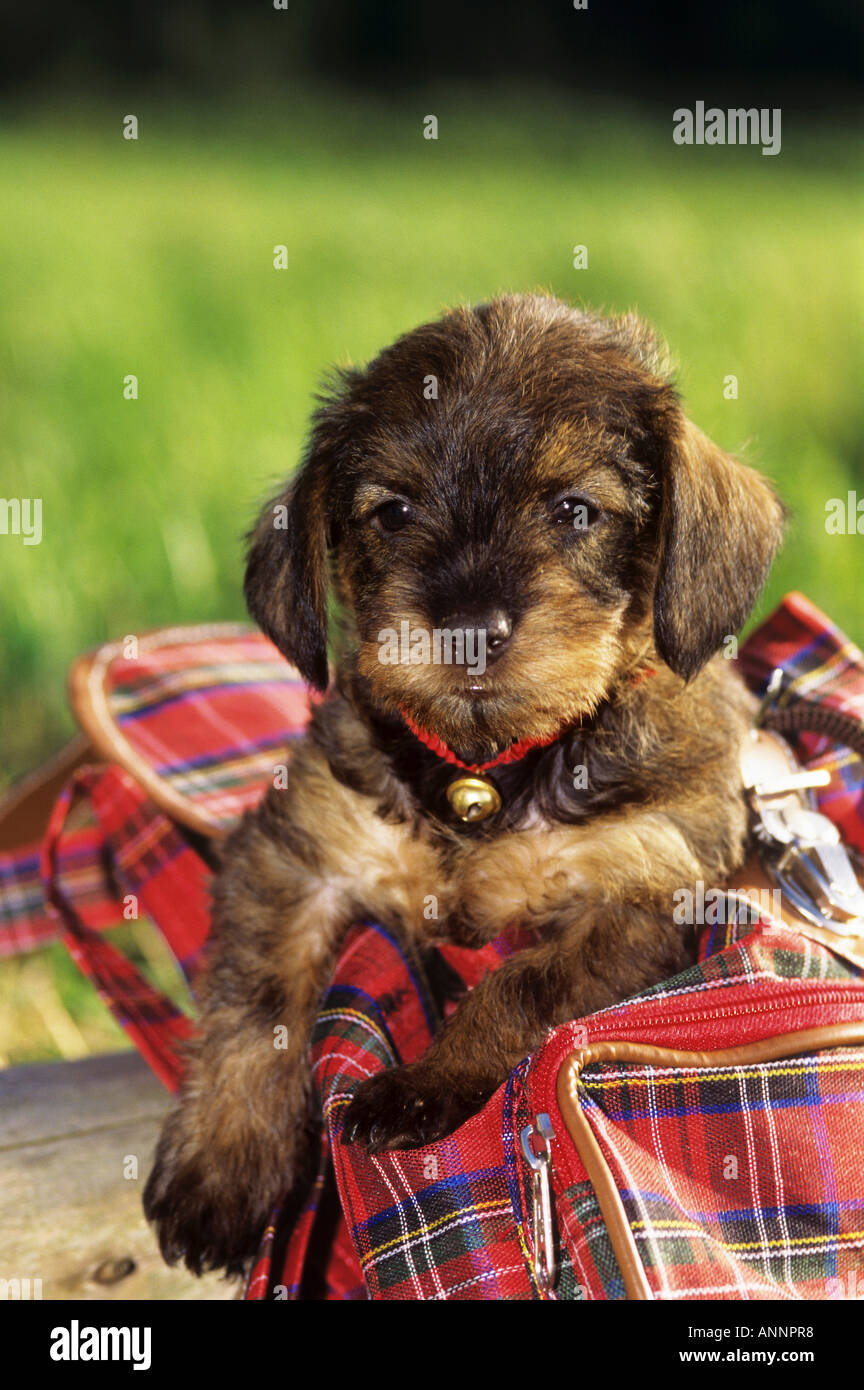 halbe Rasse Hund - Welpe sitzen in Tasche Stockfoto