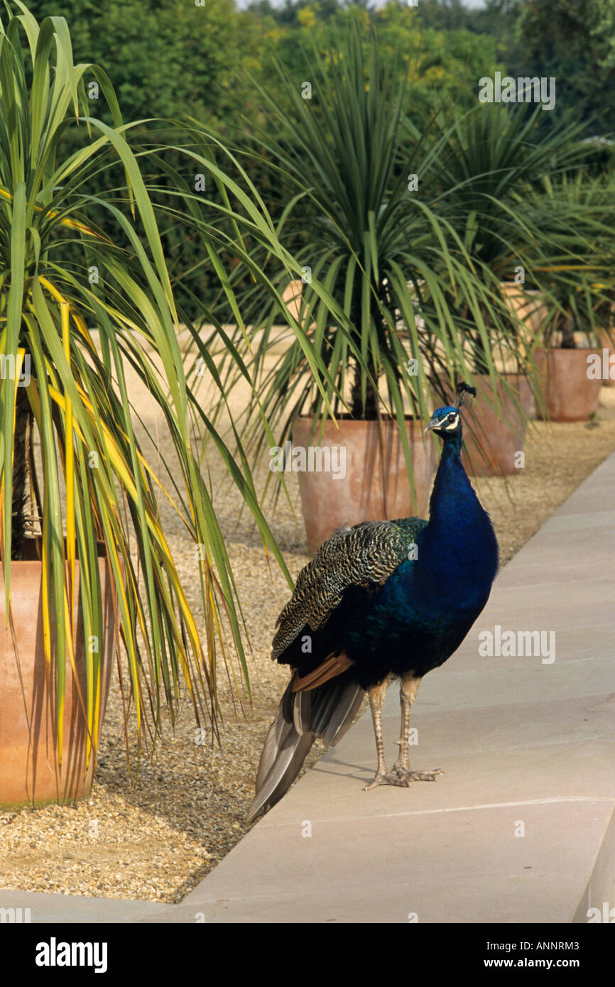 Blauen indischen Pfau (Pavo cristatus) Stockfoto