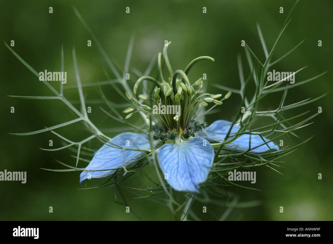 Nigella Damascena Miss Jekyll Liebe In einen Nebel Teufel In ein Bush leichte blaue Blütenblätter grünen Spitzen hautnah Stockfoto