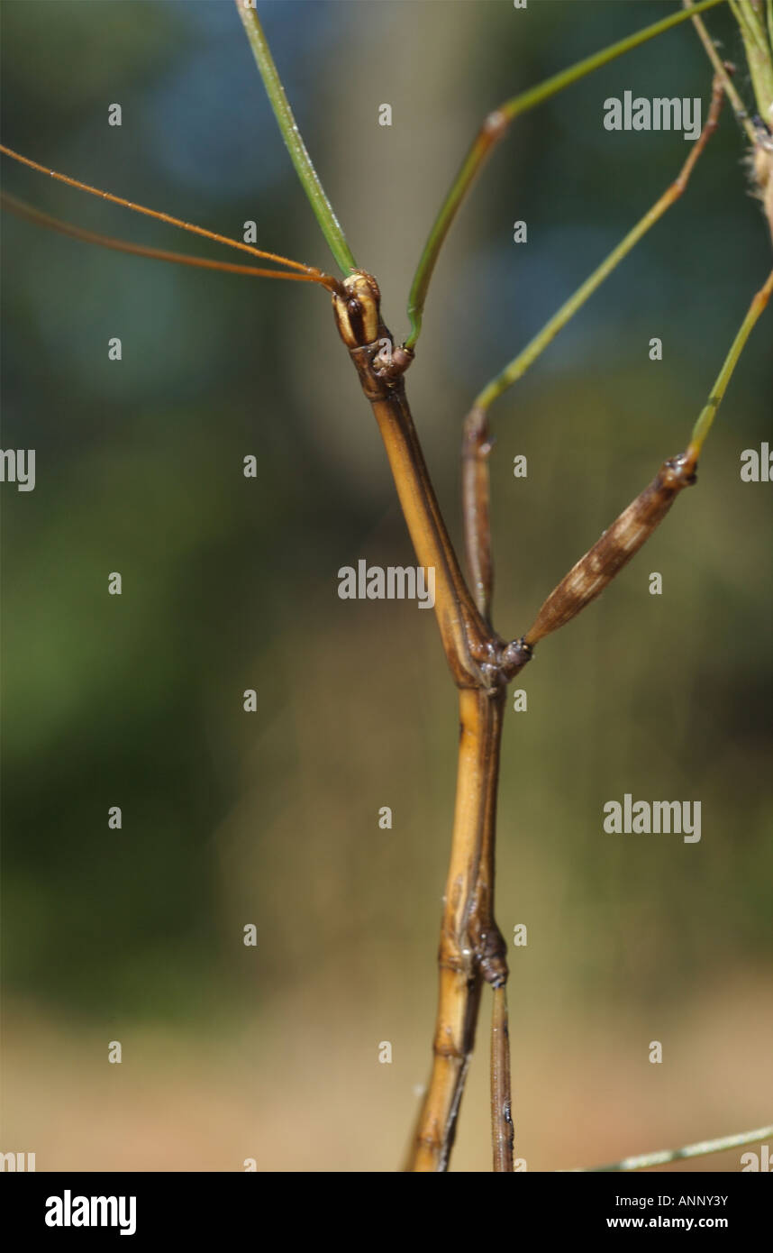 Diapheromera Femorata. Nördlichen Spazierstock erwachsenen Männchen, Kopf und Körper Detail. Stockfoto