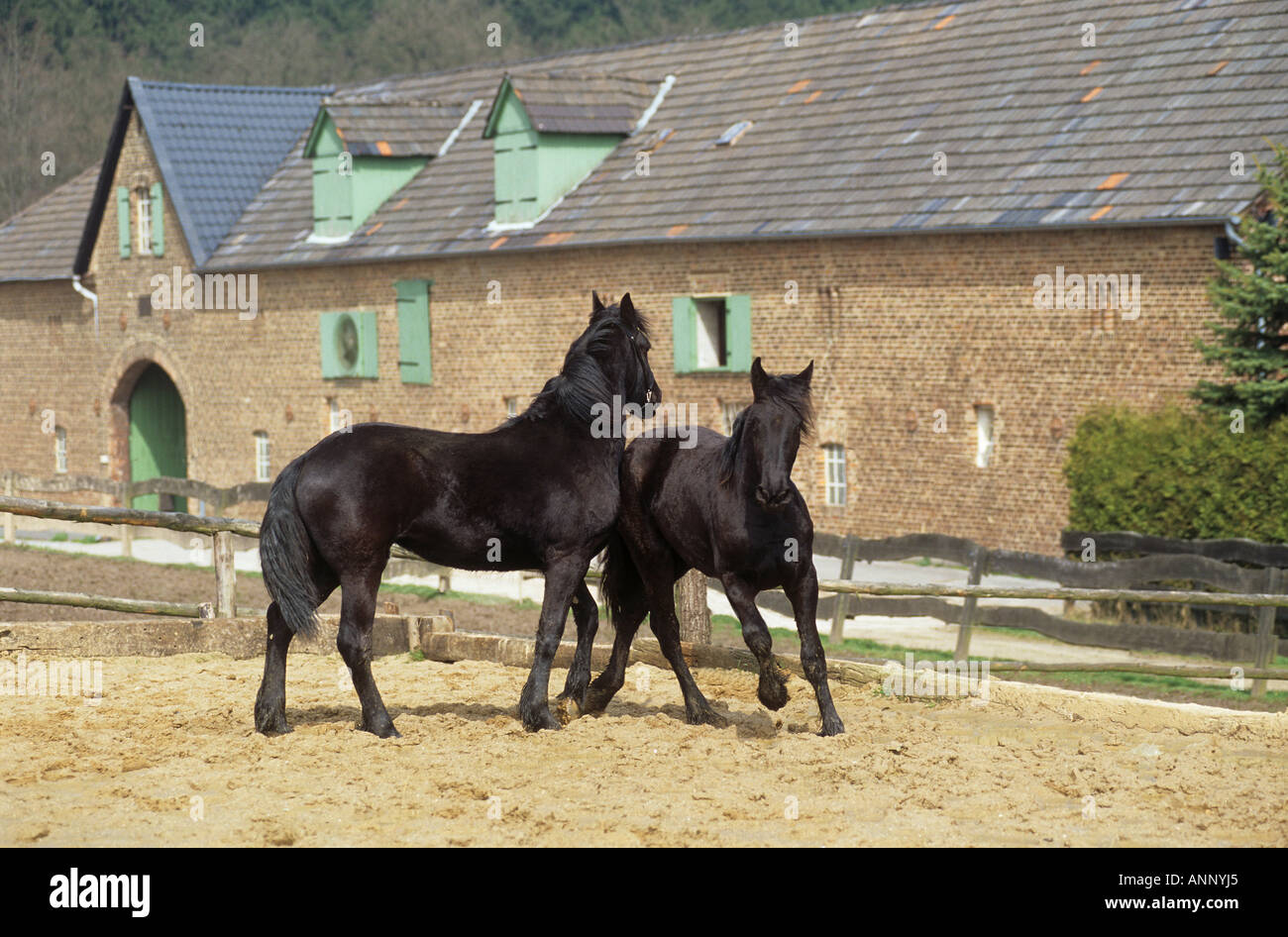 zwei verliebte sich Ponys Stockfoto