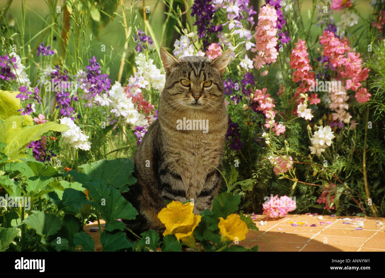 Tabby Katze - sitzen zwischen Blumen Stockfoto