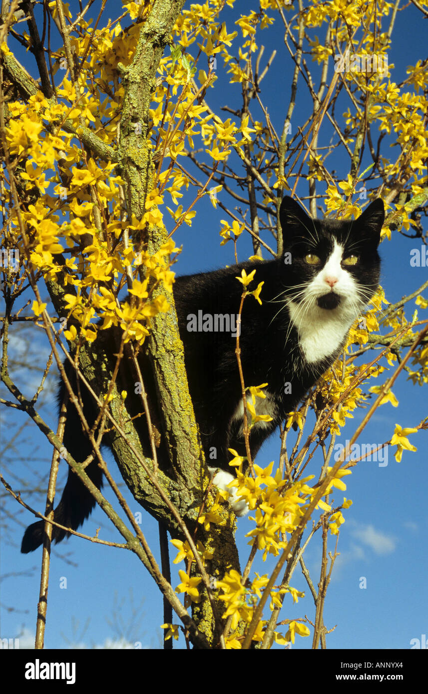 Hauskatze - stehend auf Baum Stockfoto