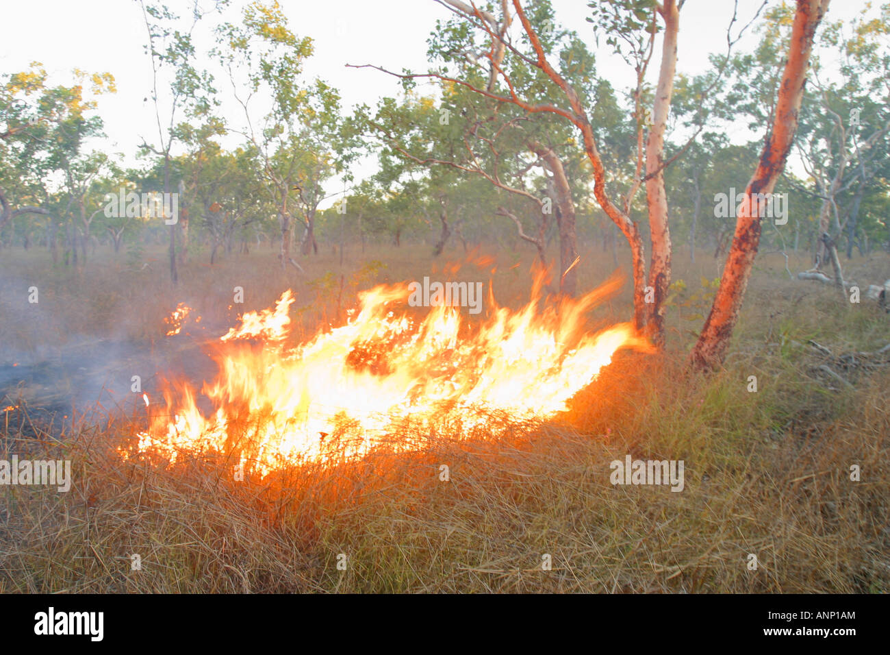 Grass Feuer Northern Territory Australien Stockfoto