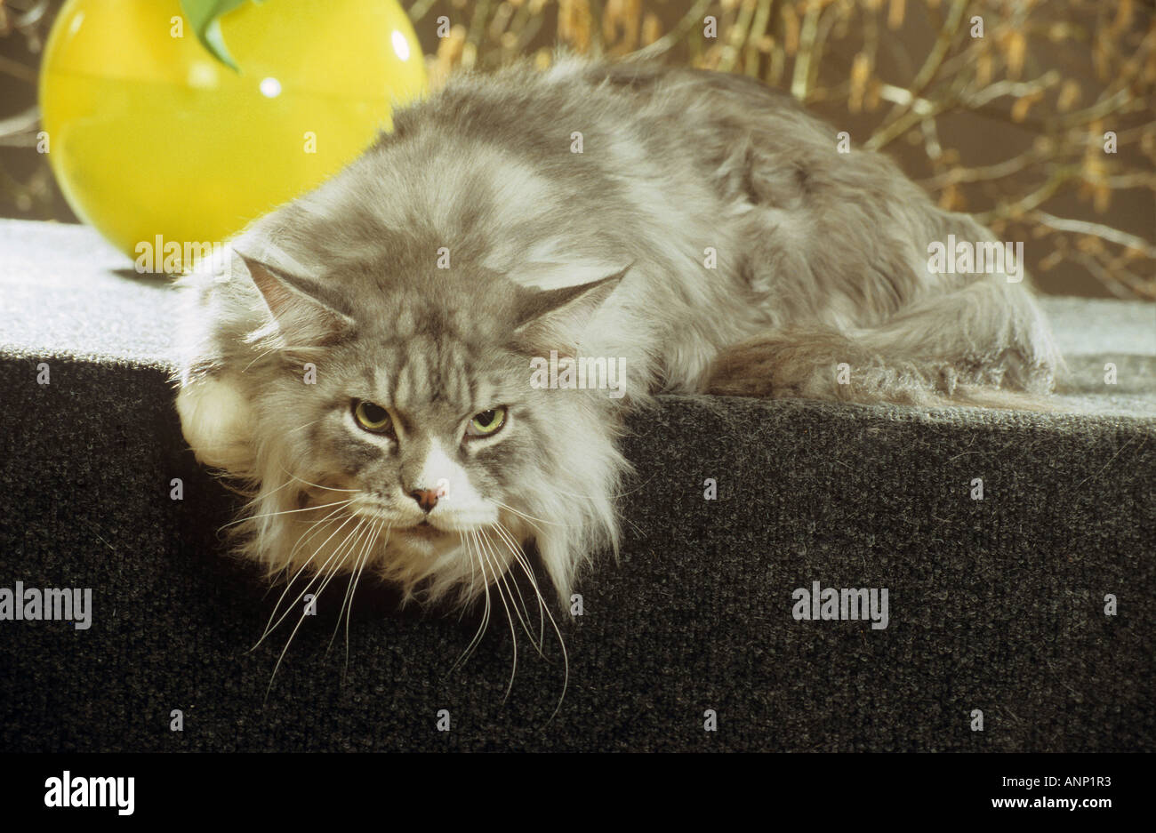 Norwegische Waldkatze - liegend Stockfoto