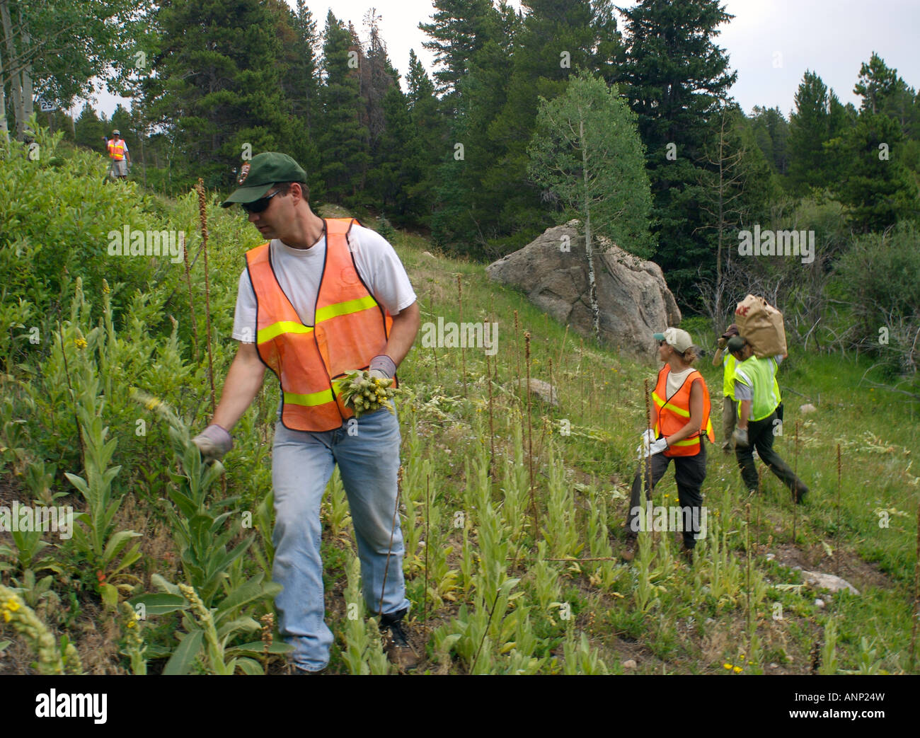 National Park Service Invasive Arten Control Team entfernt Unkraut in Rocky Mountain Nationalpark, CO, USA. Stockfoto