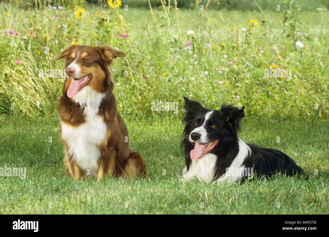 zwei Border Collies auf Wiese Stockfoto