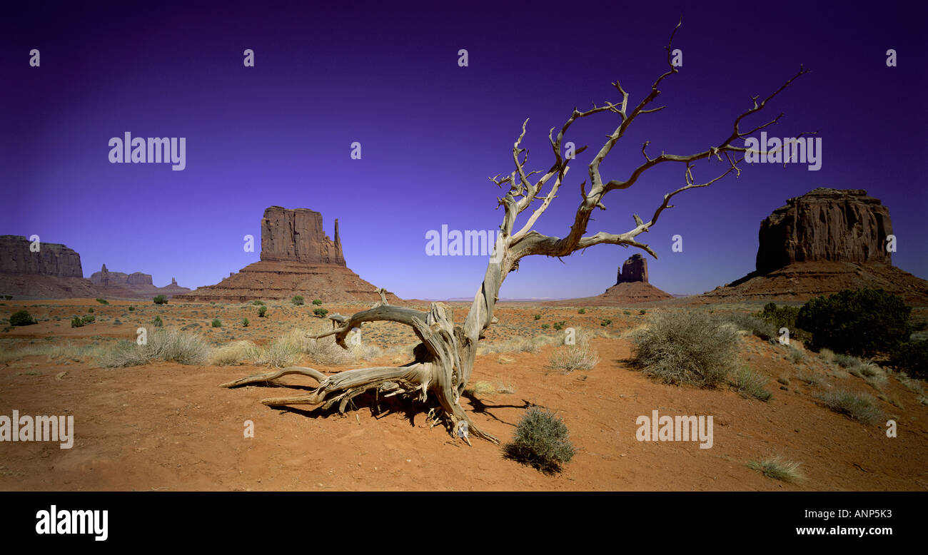 Panoramablick auf einen alten Baum und Felsformationen in der Wüste Stockfoto