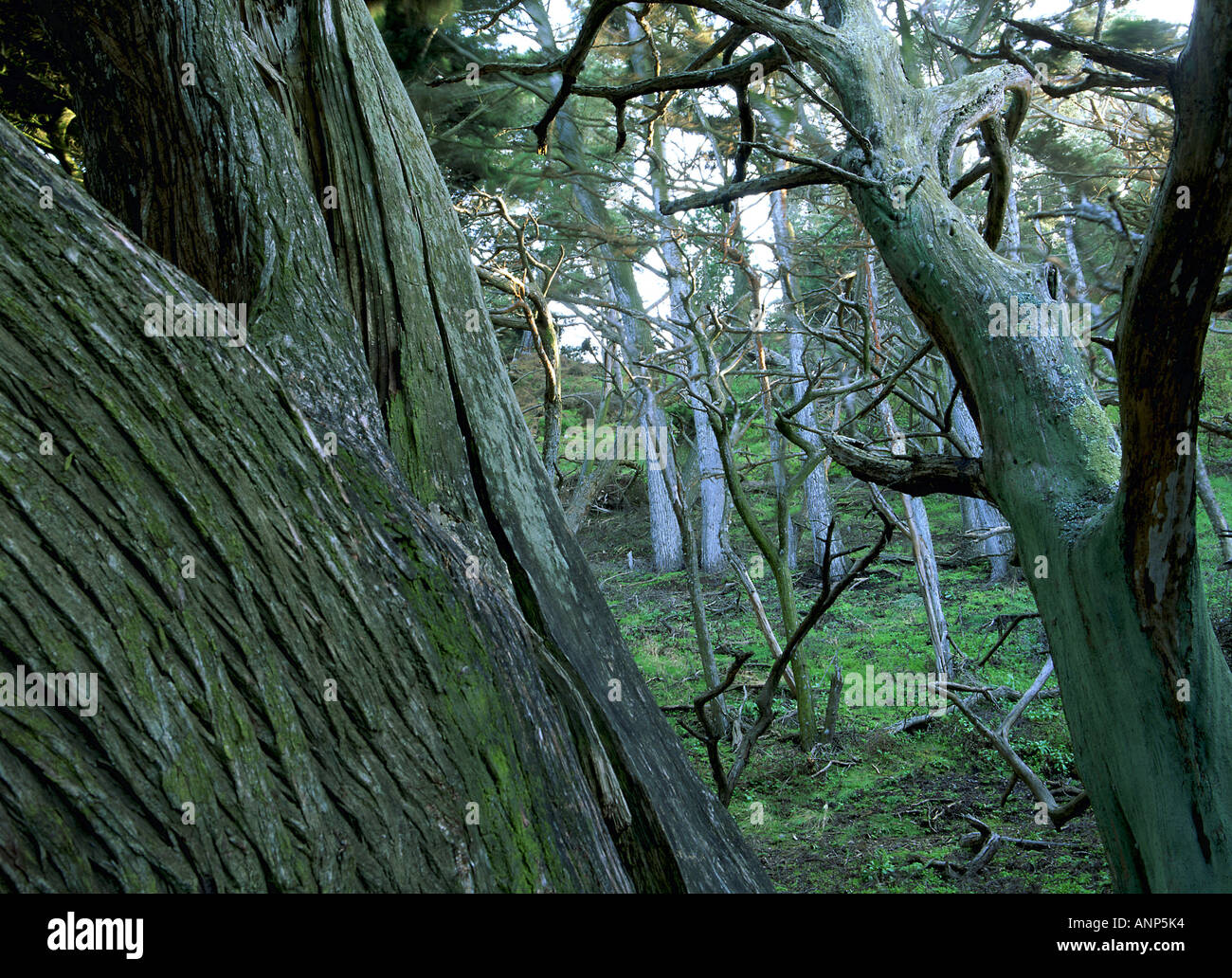 Nahaufnahme von einem Moos bedeckten Baumstamm Stockfoto