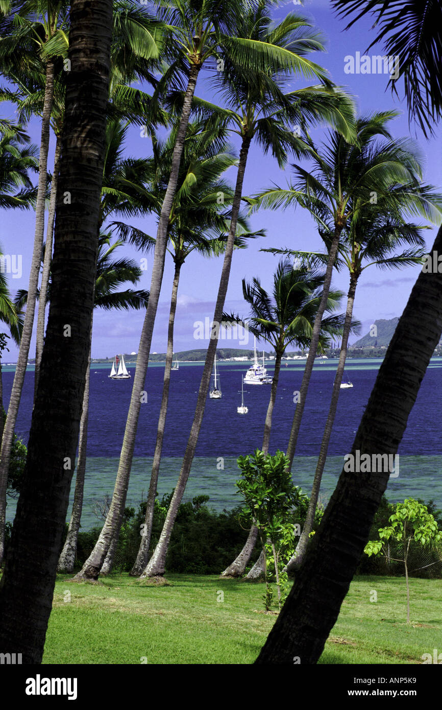 Palmen an der Küste Stockfoto