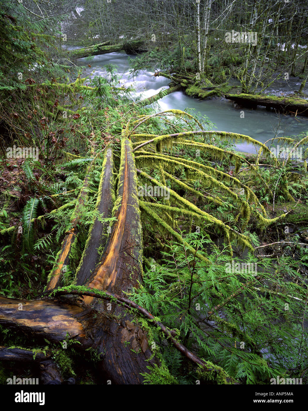 Vogelperspektive Blick auf einen Fluss fließt durch einen Wald Stockfoto