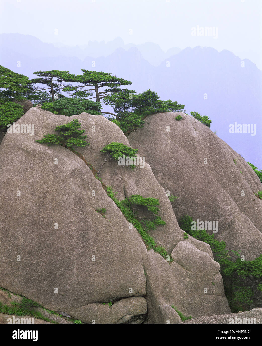 Ansicht von Bäumen auf einer Felsformation Stockfoto