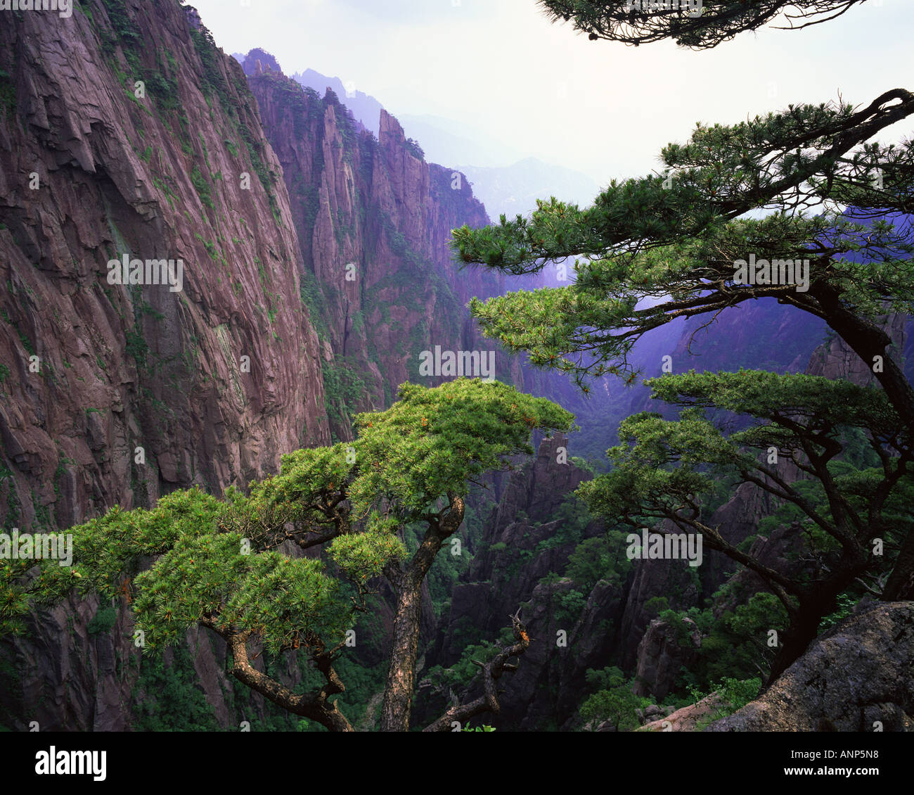 Blick auf eine von Bäumen und einer Bergkette Stockfoto