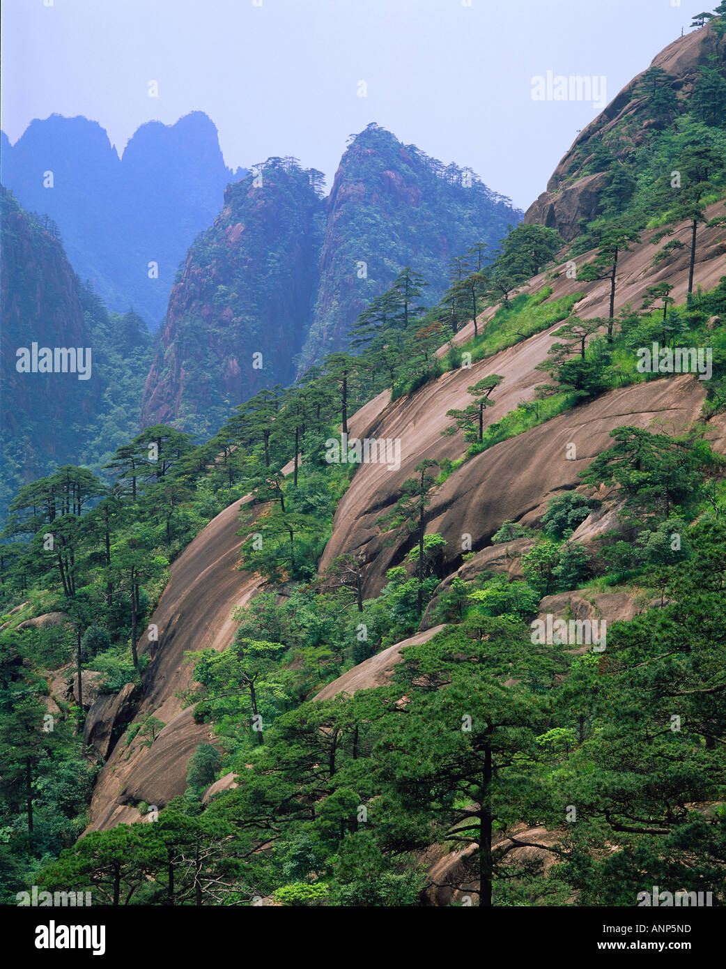 Erhöhte Ansicht von Bäumen auf einem felsigen Berghang Stockfoto