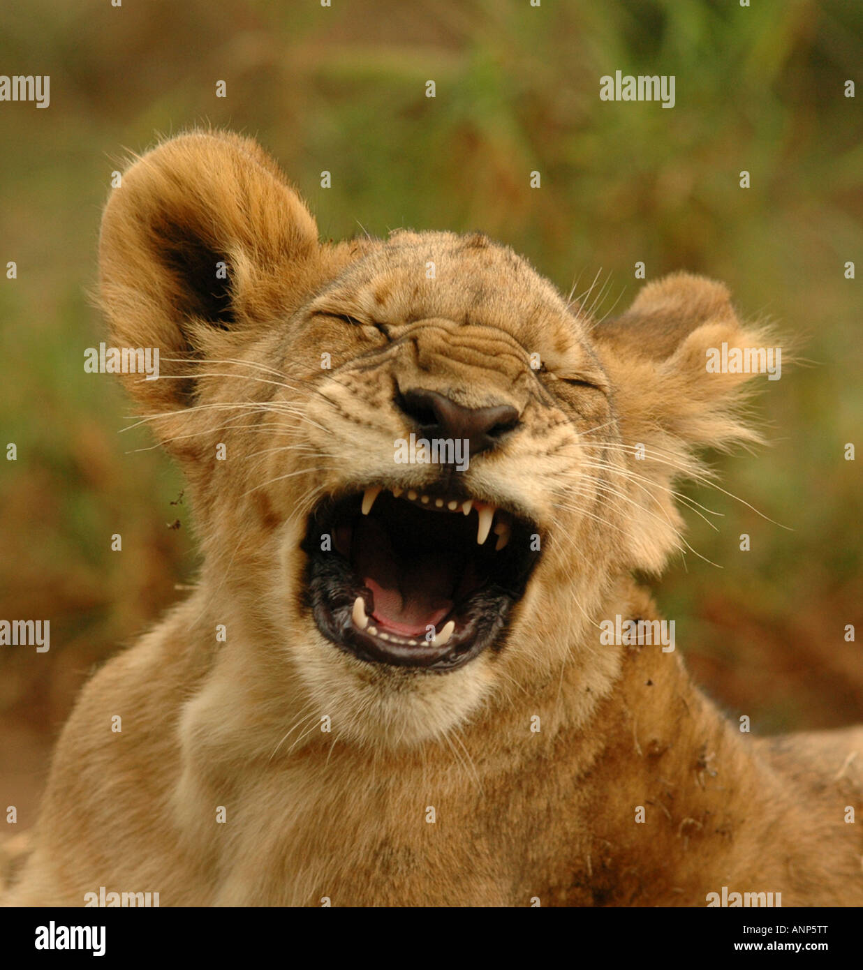 5 Monate altes Löwenjunges Stockfoto