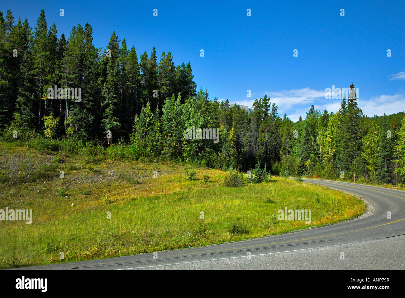 Malerische Straßen und Bäume mit gelben und grünen Laub Mountain Reserve Stockfoto