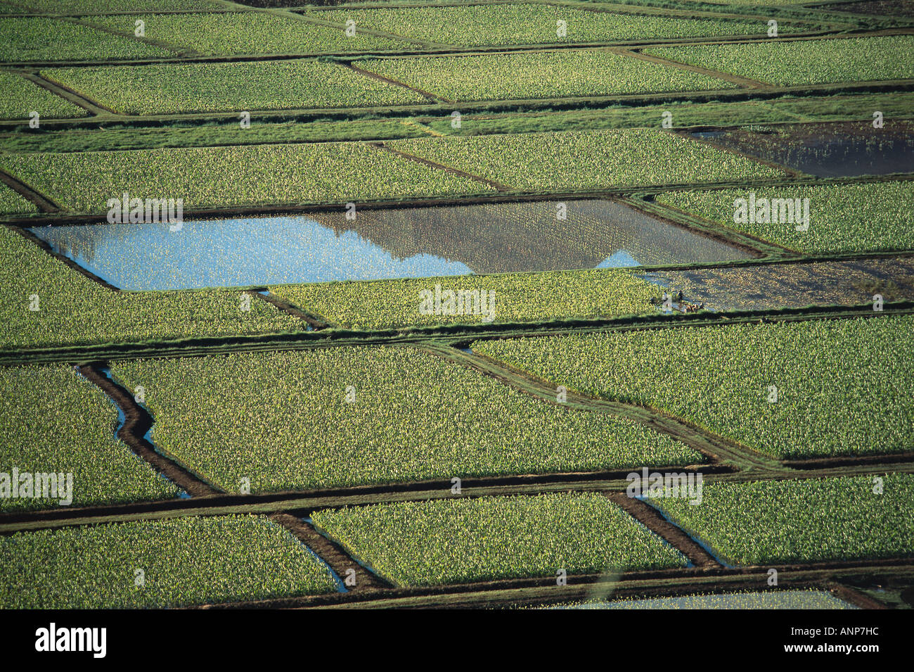 Vogelperspektive Blick auf Reisfelder Stockfoto