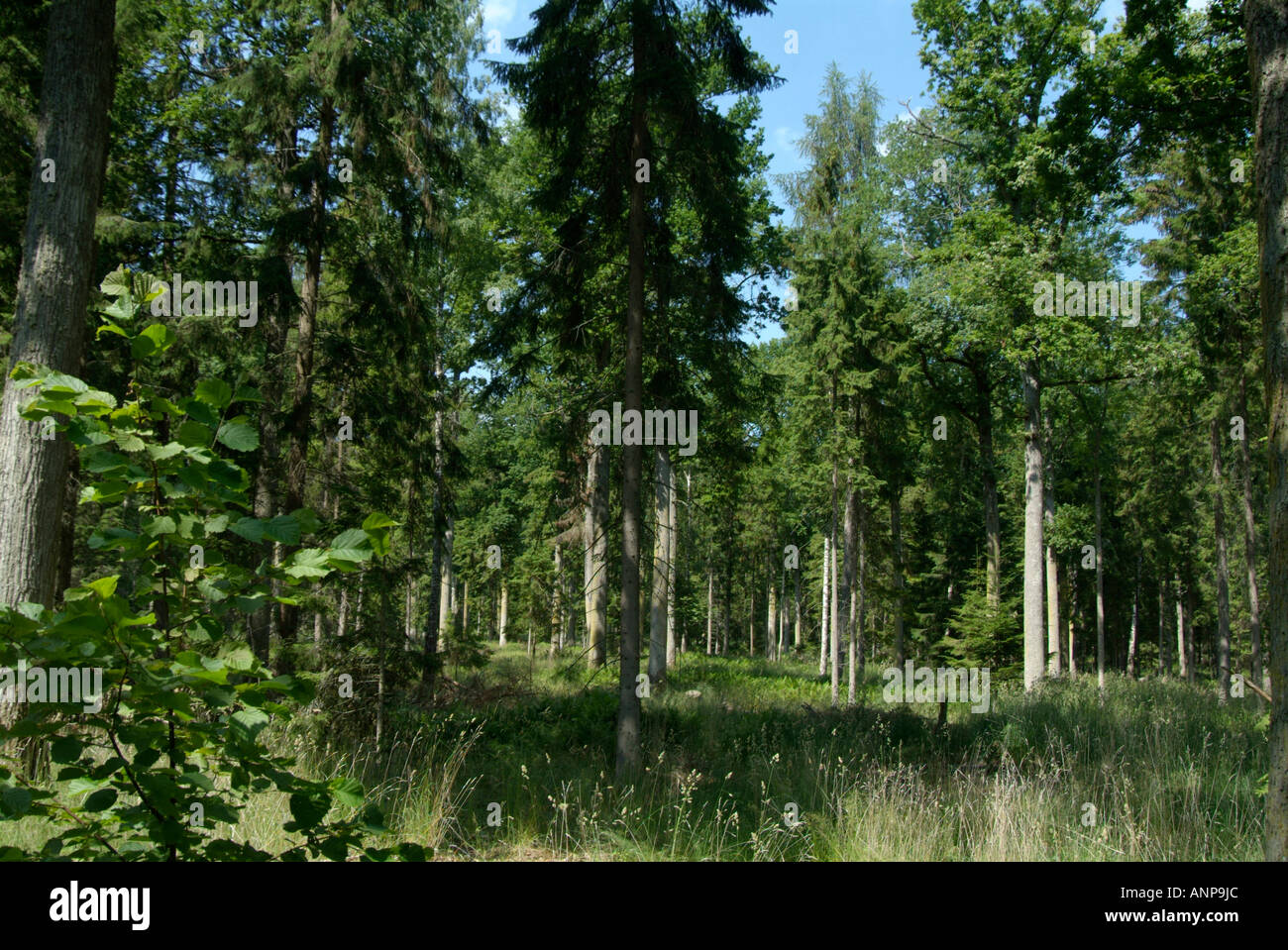 Schwedisch, Wald, dick, tief, in Kiefer, Fichte, Bäume, Holz, Holz, Industrie, Industrie, verwaltet, Forstwirtschaft, grüne, Politik, p Stockfoto
