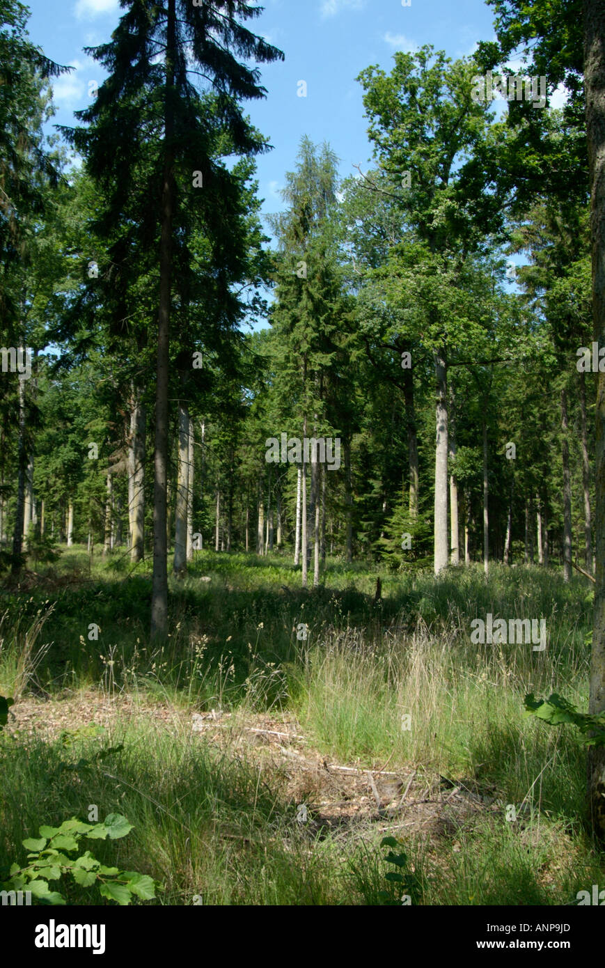 Schwedisch, Wald, dick, tief, in Kiefer, Fichte, Bäume, Holz, Holz, Industrie, Industrie, verwaltet, Forstwirtschaft, grüne, Politik, p Stockfoto