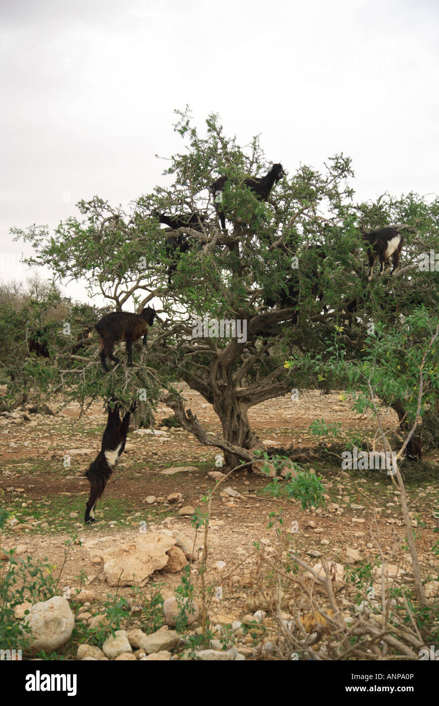 Ziegen in der Struktur, der Verzehr von Obst in Marokko Stockfoto