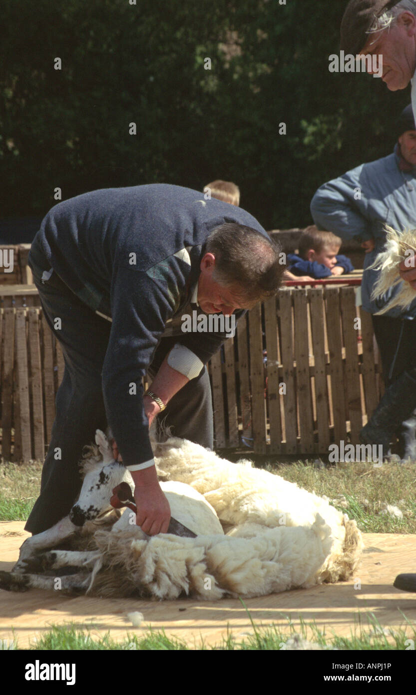 Mann von hand Schafe scheren Stockfoto