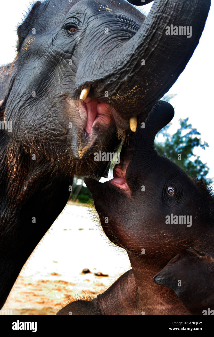 Ein barrierenfreier Dame bekommt endlich ihre Freiheit im Schwimmbad die Flucht aus ihrem Rollstuhl. an Land sie gehen nicht. Stockfoto