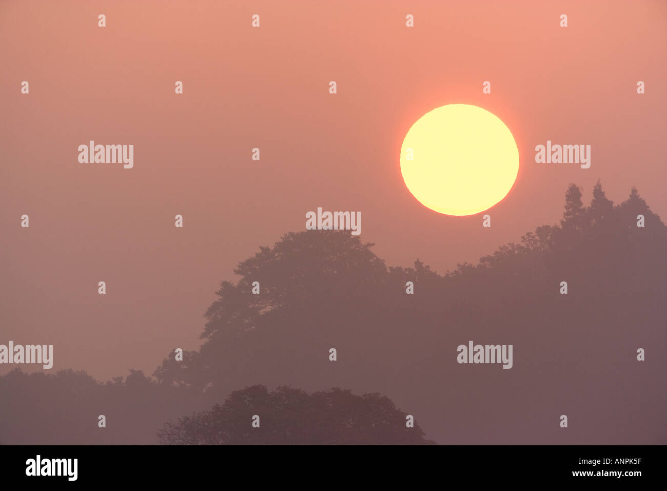 Sunrise Richmond Park London Stockfoto