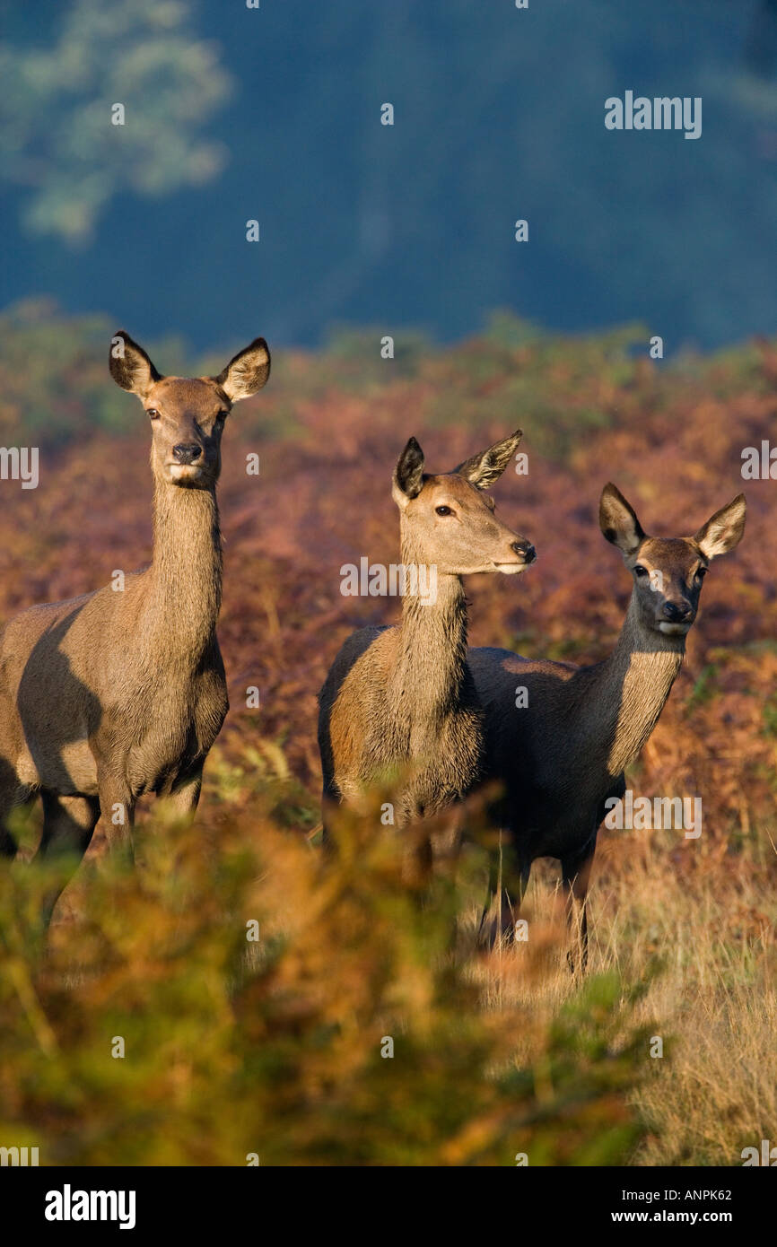 Rothirsch Cervus Elaphus drei Hirschkühe zusammenstehen Richmond park London Stockfoto