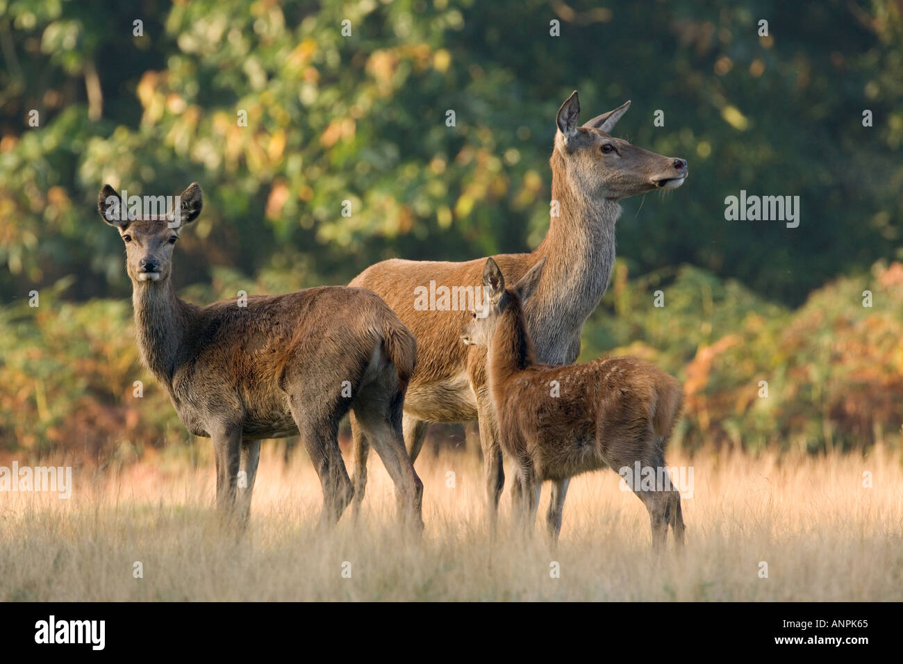 Rothirsch Cervus Elaphus drei Hirschkühe zusammenstehen Richmond park London Stockfoto