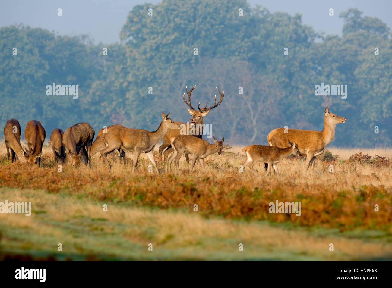 Rothirsch Cervus Elaphus Hirsch mit Hinds in der Brunftzeit Saison Richmond Park in London Stockfoto
