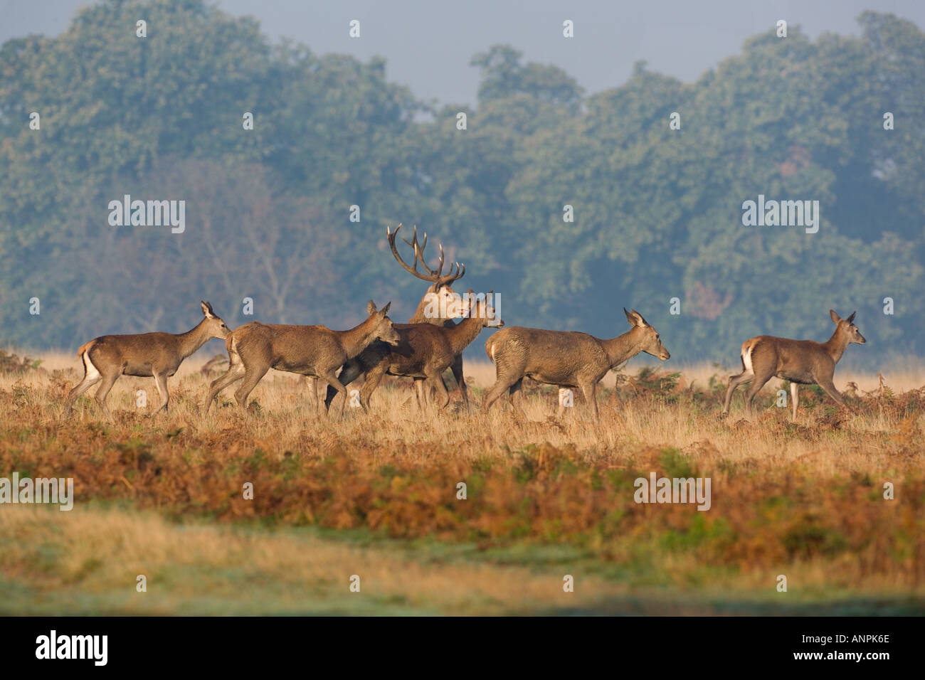 Rothirsch (Cervus Elaphus) Hirsch mit Hinds in der Brunftzeit Saison Richmond Park in London Stockfoto